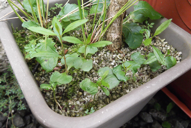 bonsai from seed